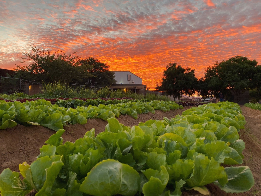 Agricole vegetable garden at sunset.