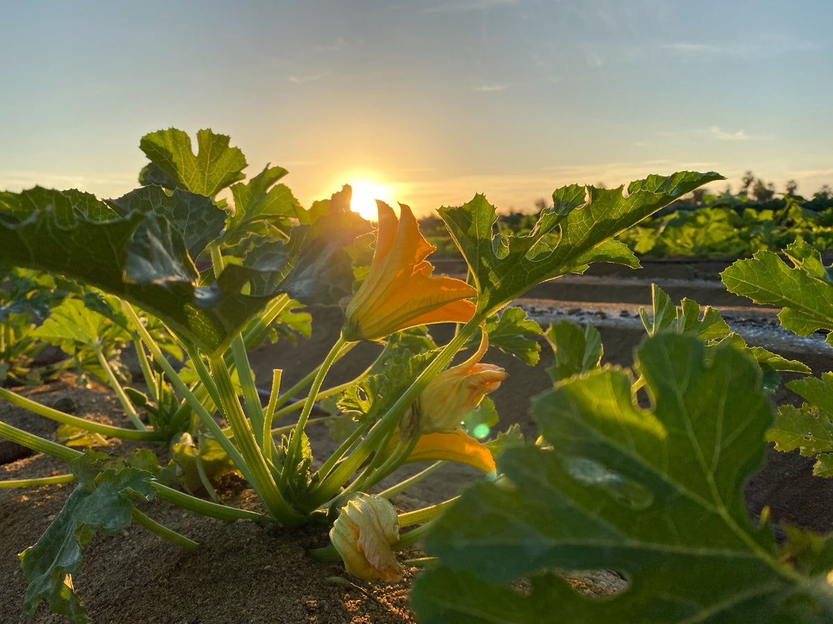 

Squash blossoms and crop leaves lit by the sunset.