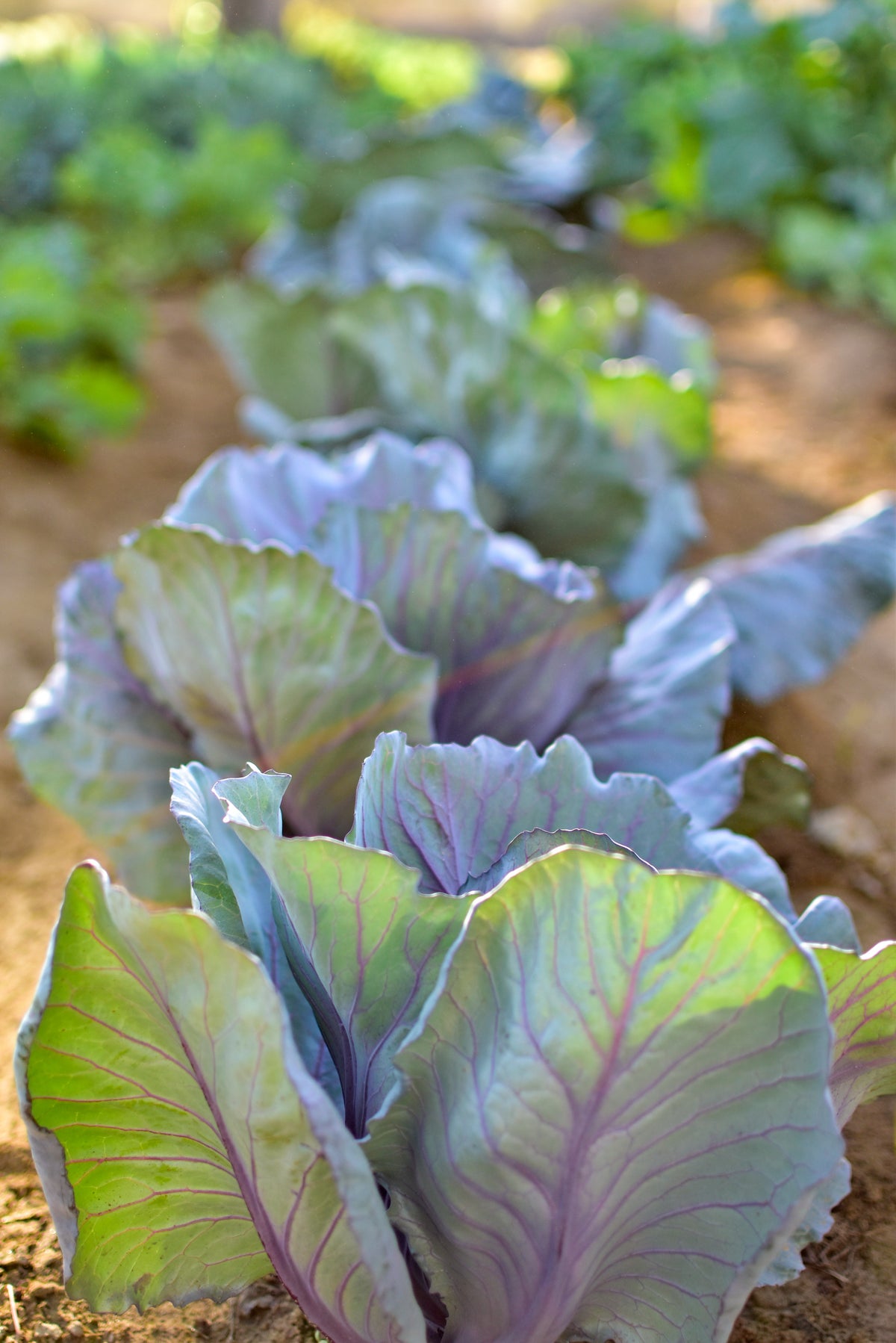 

Rows of red cabbage growing in Agricole soil.