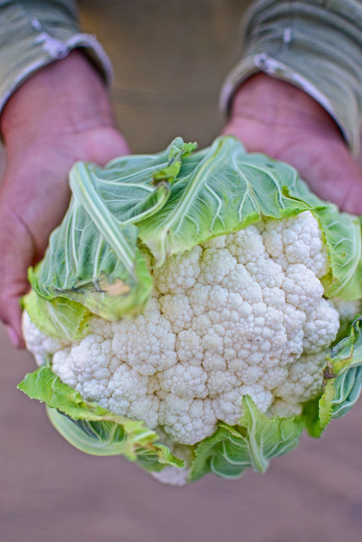 

Hands holding a freshly harvested cauliflower.